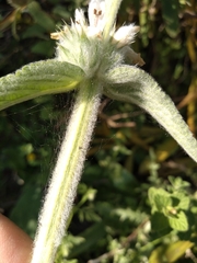 Stachys germanica
