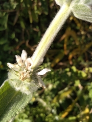 Stachys germanica