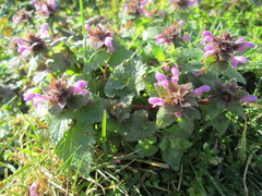 Lamium purpureum