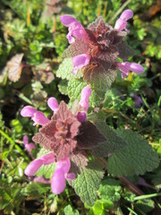 Lamium purpureum