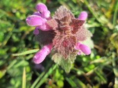 Lamium purpureum