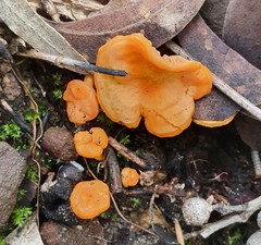 Cantharellus concinnus