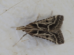 Stemmatophora borgialis