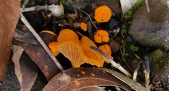 Cantharellus concinnus