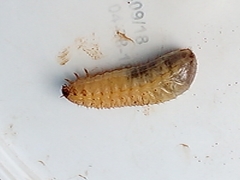 Oryctes nasicornis
