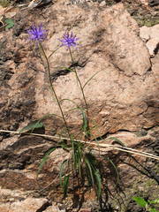 Phyteuma scheuchzeri