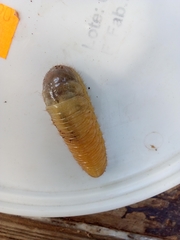 Oryctes nasicornis