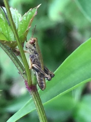Parapodisma setouchiensis