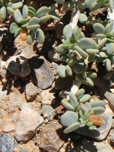 Tetraena applanata image