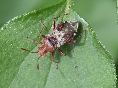 hypericum rhopalid, Groesbeek, Nederland, photo 10 of 10