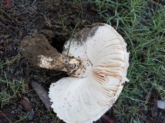 Saproamanita foetidissima