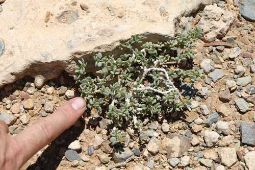 Tetraena applanata image