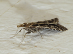 Stemmatophora borgialis