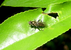Chalcosyrphus