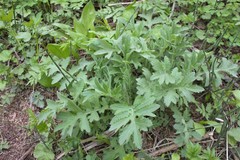 Cirsium kamtschaticum