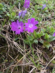 Primula clusiana