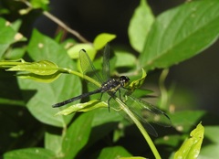 Agrionoptera longitudinalis biserialis