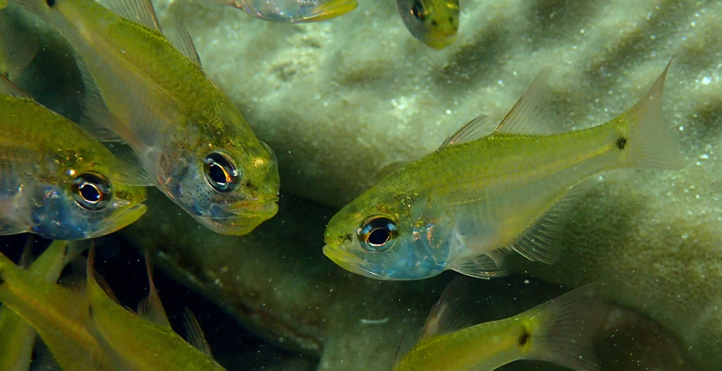 Pallid Cardinalfish