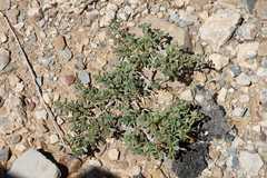 Tetraena longicapsularis