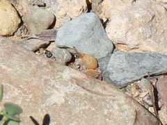 Tetraena longicapsularis