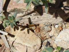 Tetraena longicapsularis