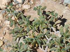 Tetraena longicapsularis