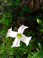 Clematis campaniflora