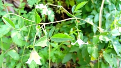 Clematis campaniflora