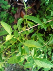 Clematis campaniflora