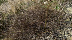 Muehlenbeckia australis × complexa