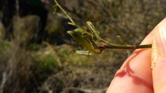 Muehlenbeckia australis × complexa