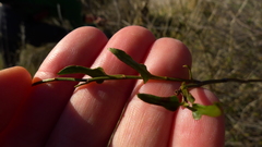 Muehlenbeckia australis × complexa