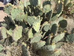 Opuntia rastrera