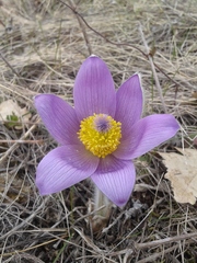 Pulsatilla grandis