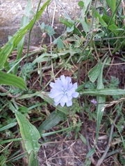 Cichorium intybus