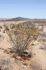 Tetraena prismatocarpa