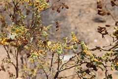 Tetraena prismatocarpa