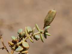 Tetraena prismatocarpa