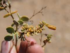 Tetraena prismatocarpa