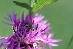 Pseudoanthidium nanum