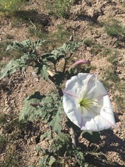 Datura ceratocaula