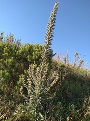 Echium boissieri