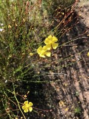 Crocanthemum aldersonii