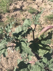 Datura ceratocaula