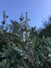 Comarostaphylis diversifolia diversifolia