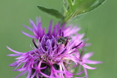 Pseudoanthidium nanum