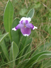 Viola eminens