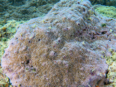 Montipora grisea
