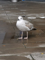 Larus argentatus