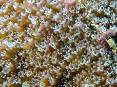 Montipora grisea